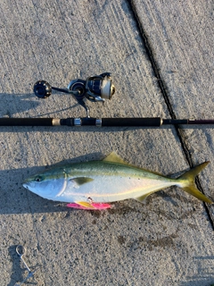 イナダの釣果