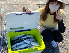 ソウダガツオの釣果