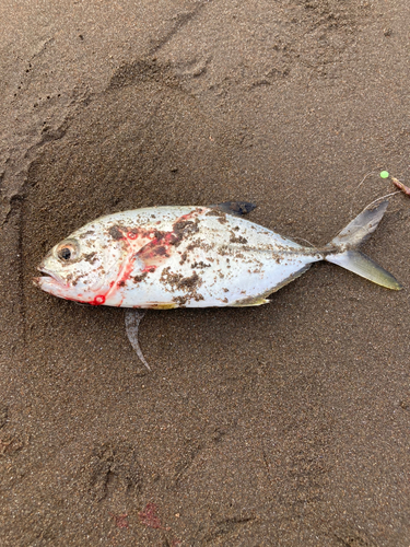 メッキの釣果