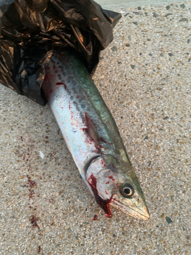 サゴシの釣果