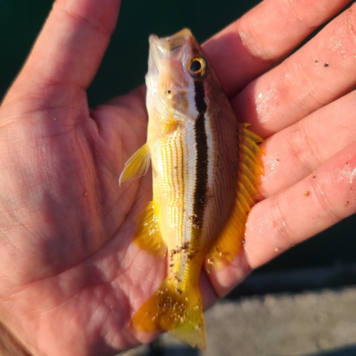 ヨコスジフエダイの釣果