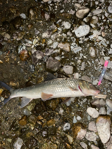 ニゴイの釣果