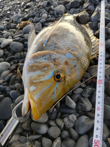 ハマフエフキの釣果