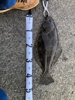 ヒラメの釣果