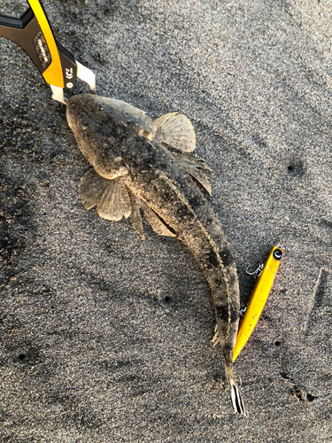 コチの釣果