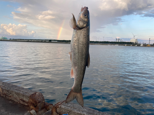 ウグイの釣果