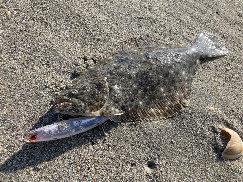 ヒラメの釣果