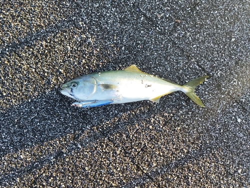 ワカシの釣果