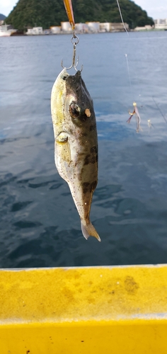 シロサバフグの釣果