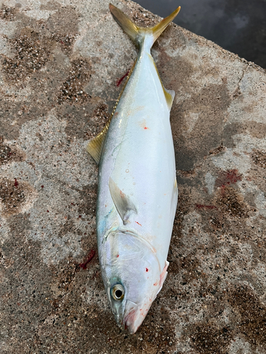 ツバイソの釣果