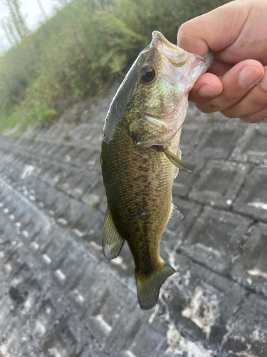 ラージマウスバスの釣果