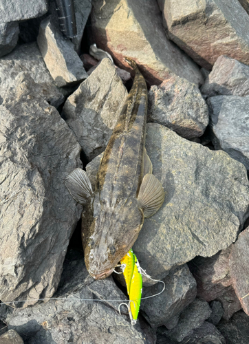 マゴチの釣果