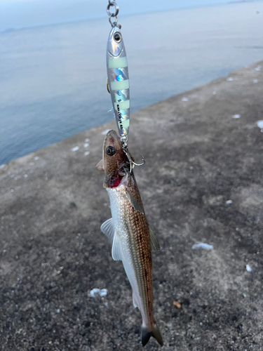 エソの釣果