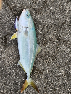 ツバスの釣果