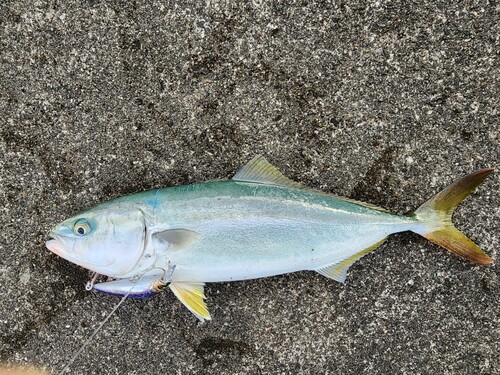 ツバスの釣果