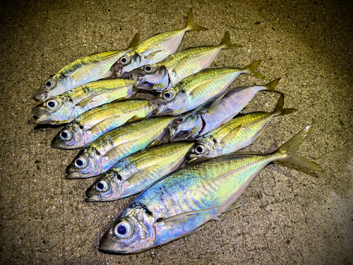 アジの釣果