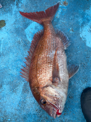 マダイの釣果