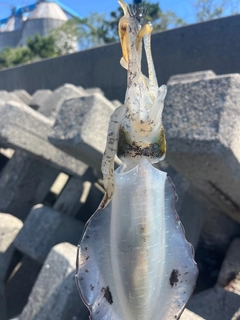 アオリイカの釣果