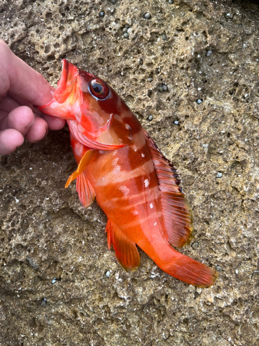 アカハタの釣果