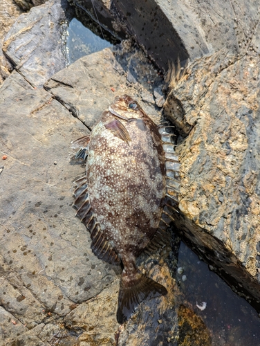 バリの釣果