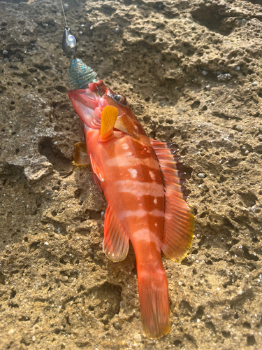 アカハタの釣果