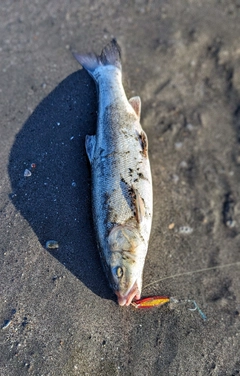 ウグイの釣果