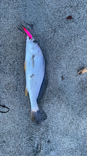 イシモチの釣果