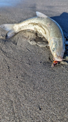 ウグイの釣果