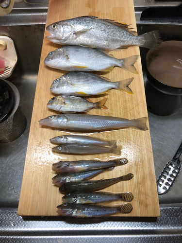 ニベの釣果