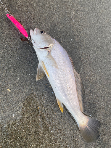 ニベの釣果