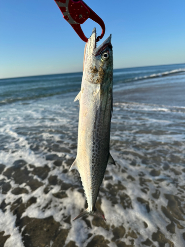 サゴシの釣果