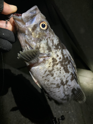 クロソイの釣果