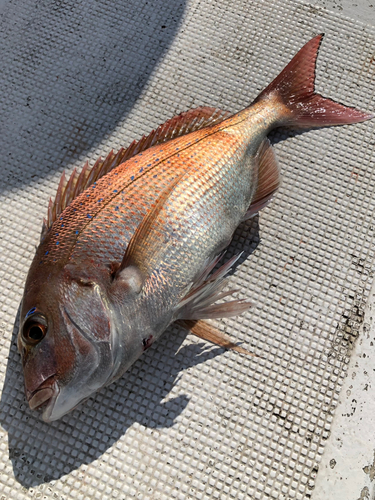 タイの釣果