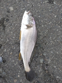 イシモチの釣果