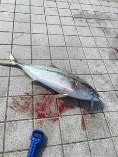 ハマチの釣果