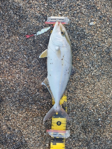 ショゴの釣果