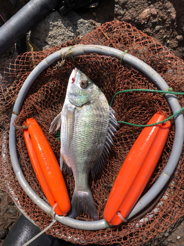 メイタの釣果