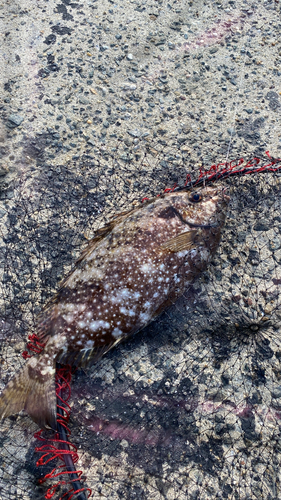 アイゴの釣果