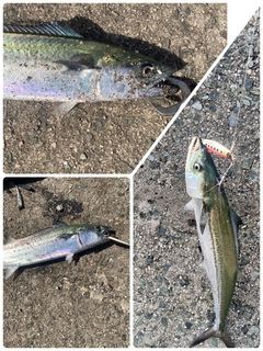 サゴシの釣果