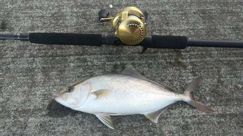 ショゴの釣果