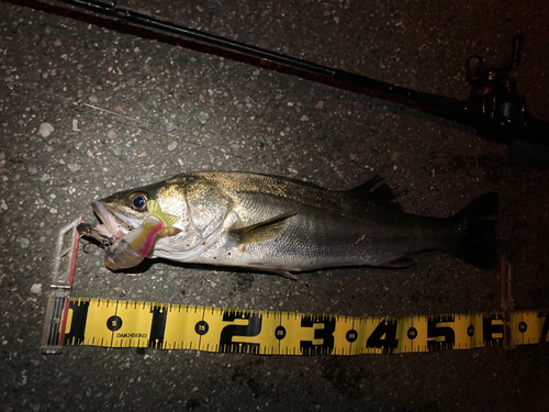 シーバスの釣果