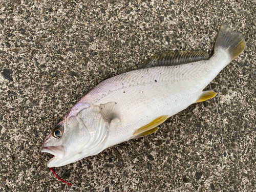 オオニベの釣果