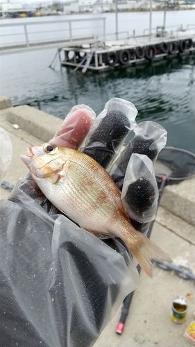 チャリコの釣果