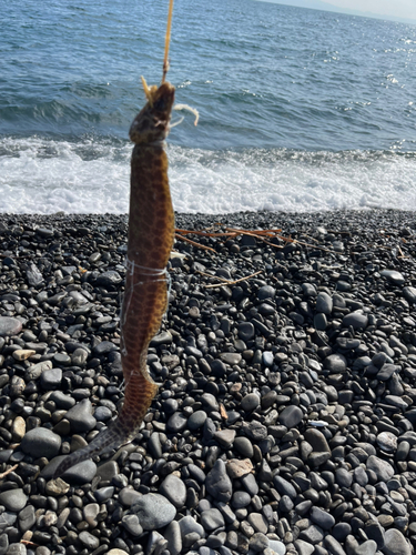 タチウオの釣果