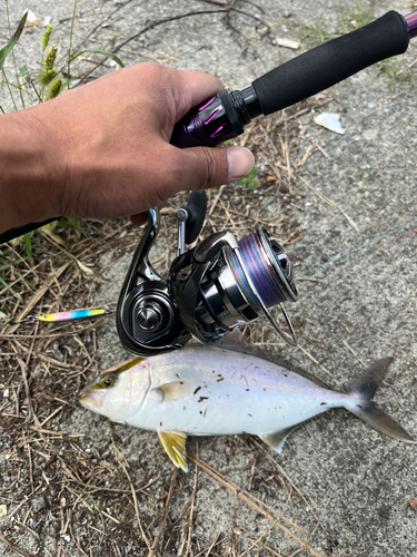 カンパチの釣果