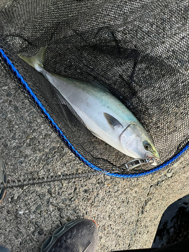 イナダの釣果