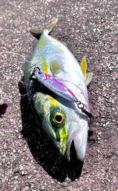 コゾクラの釣果