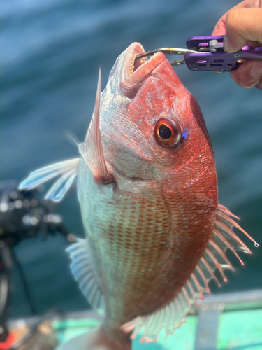 マダイの釣果