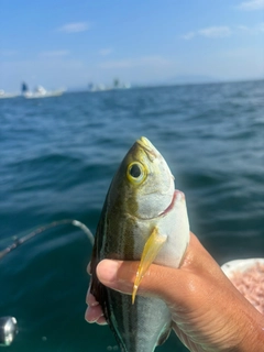 イサキの釣果