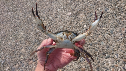 イシガニの釣果